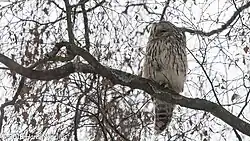 Ural owl, Stockholm