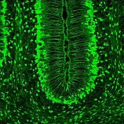 Expression of SLC1A3 in the Bergmann glia fibers. Mouse brain at 7th postnatal day, sagittal section; GENSAT database.