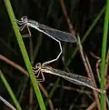Mating