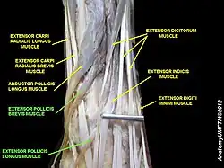Extensor pollicis brevis muscle