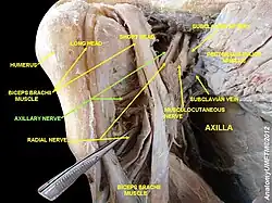 Axillary nerve