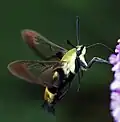Feeding at Buddleja flower