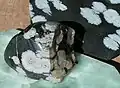 Snowflake obsidian