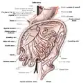 Third state of the development of the intestinal canal and peritoneum, seen from in front (diagrammatic). The mode of preparation is the same as in Fig 400