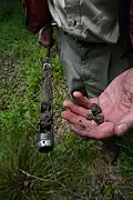 A researcher's right hand holds out a thin metal sediment corer containing wetland soil from Morrow Mountain. The left hand holds out small bits of soil in the foreground of the image.