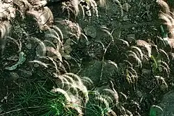 Cowrock Mountain, Georgia