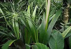 Sommieria leucophylla - Kew Gardens