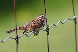 Song Sparrow
