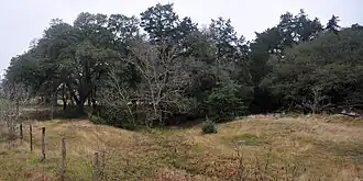 Southern Post Oak Savannah habitat, Austin County, (March 2014).
