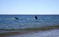 Southern right whale showing pectoral fins