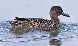 Spatula_discors_f_Humber_Bay_Park_E_Toronto