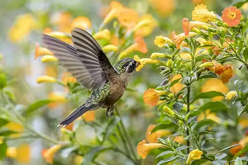 feeding on Campsis