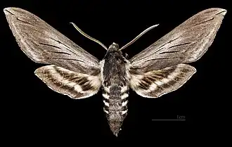 Adult male S. perelegans, dorsal view