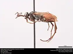 A. semitincta (female)