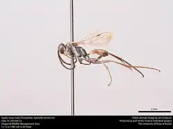 A. semitincta (male)