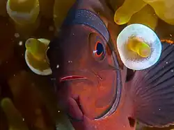 Closeup of face of fish