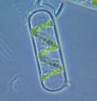 Figure 24. Spyrogira cell (detached from algal filament) under phase contrast
