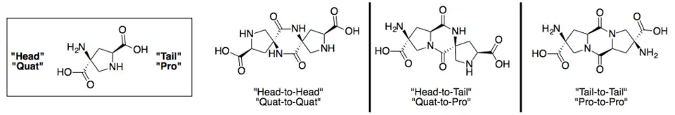 Shown are three common ways of connecting Spiroligomer molecules through pairs of amide bonds (diketopiperazines, DKPs)