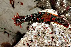 Very colorful Triopha maculata at Hazard Reef, Montana de Oro State Park.