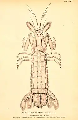 Image 22Squilla empusa, a mantis shrimp (from Malacostraca)