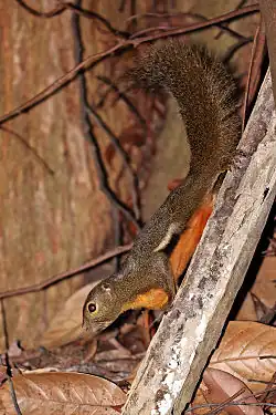 Brown squirrel