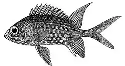 Holocentridae Sargocentron diadema