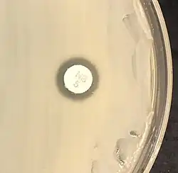 "S. saprophyticus" on Mueller–Hinton agar exhibiting resistance to novobiocin characteristic for species identification