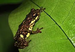 St Andrew's Cross Toadlet