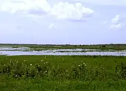 The river as a shallow and ill-defined channel dominated by grasses and weeds with few trees; white birds are present in the foreground