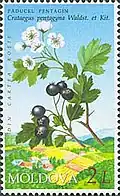 Stamp of Moldova showing Crataegus pentagyna.