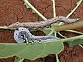 Caterpillars, lateral view