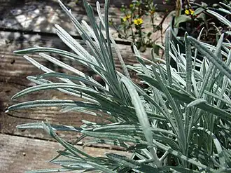 Helichrysum thianschanicum (Icicles leaves) at nursery on Maui