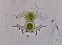 Staurastrum saltans, a biradiate species