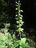 Broad-leaved helleborine near Müden (Örtze)