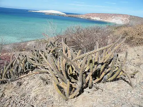 Plant growing in Pichilingue, Baja California Sur