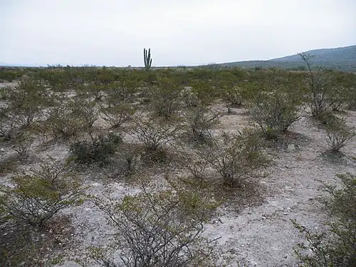 Scrub habitat in Rioverde, San Luis Potosí