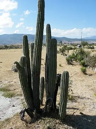 Habitat near Mitla, Oaxaca