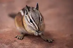 Brown chipmunk