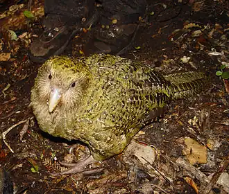 A large, greenish to yellowish coloured bird, called the kākāpō, can be seen standing on soil, and looking directly towards the camera.