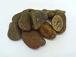 Seeds of Strychnos ignatii