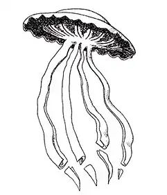 A Stygiomedusa jellyfish, which can grow up to 10&nbsp;m (33&nbsp;ft) in length