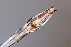 Specimen of the Arrow Clubtail (Stylurus spiniceps)