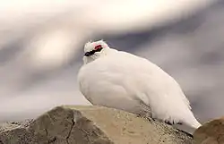 Svalbard_rock_ptarmigan_svalbardrype_pho_w_5266