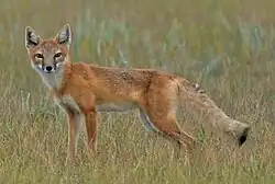 Swift fox (Vulpes velox), Colorado