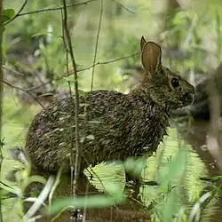 A rabbit looking to the left, standing in shallow water, its lower body dripping and wet with water
