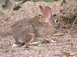 A rabbit kneeling down under a bush