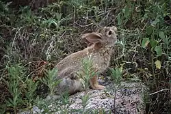 A photo of a rabbit eating plants with its head raised