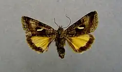 Syngrapha hochenwarthi