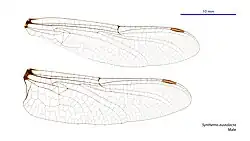 Male wings