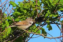 Common whitethroat, Falkenberg, Halland